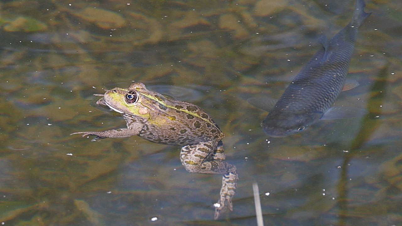 Big fish meets frogs / Grosser Fisch trifft auf Frösche