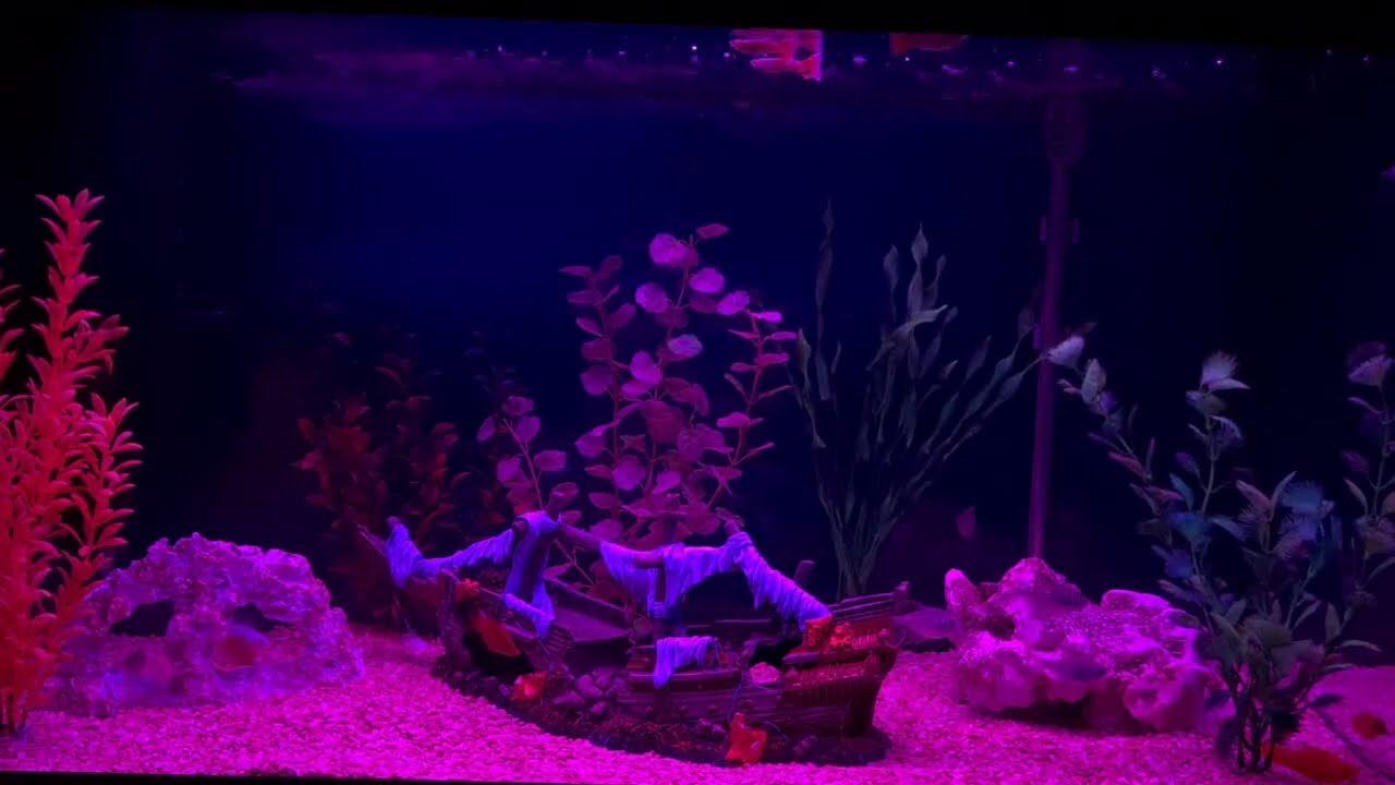 Relax Watching Freshwater Tropical Fish 🐠