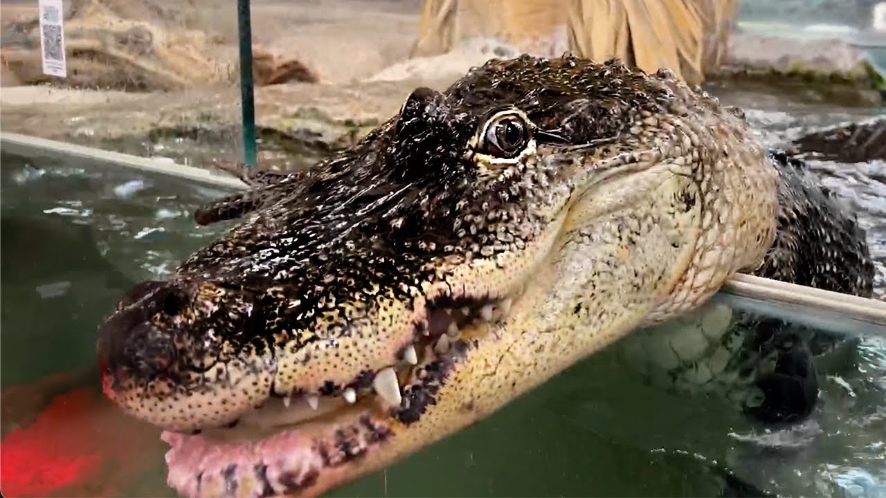 American Alligator Feeding Frenzy!