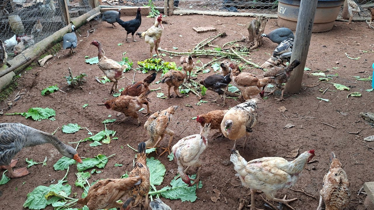 🦋💥📢pé de abóbora, galinhas e muito mais #roça #fazenda #vidanaroça #vidanocampo 