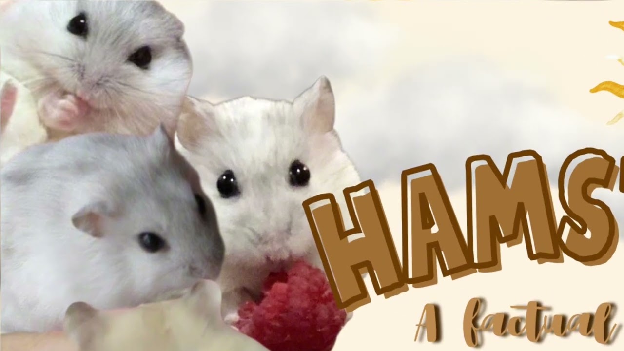 A FACTUAL REPORT ABOUT THE TYPES OF HAMSTERS