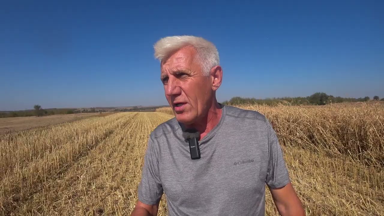 Уборка суданской травы на семена сорт Анастасия по No-till