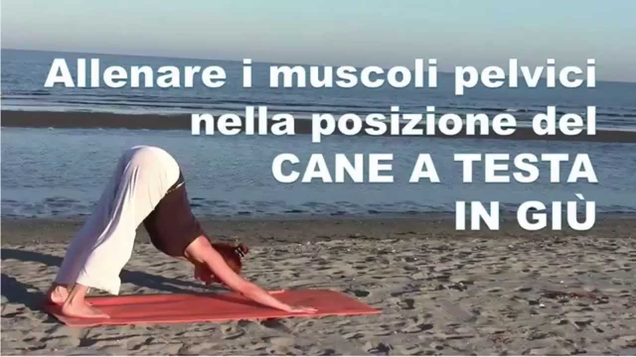 Allenare i muscoli pelvici in POSIZIONE DEL CANE A TESTA IN GIU'