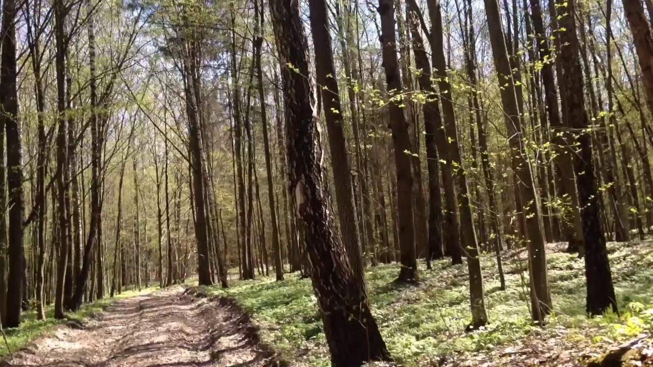 Самое старое Капище (святилище) Рода древних славян. Возраст 2200 лет. Находили монеты той эпохи.