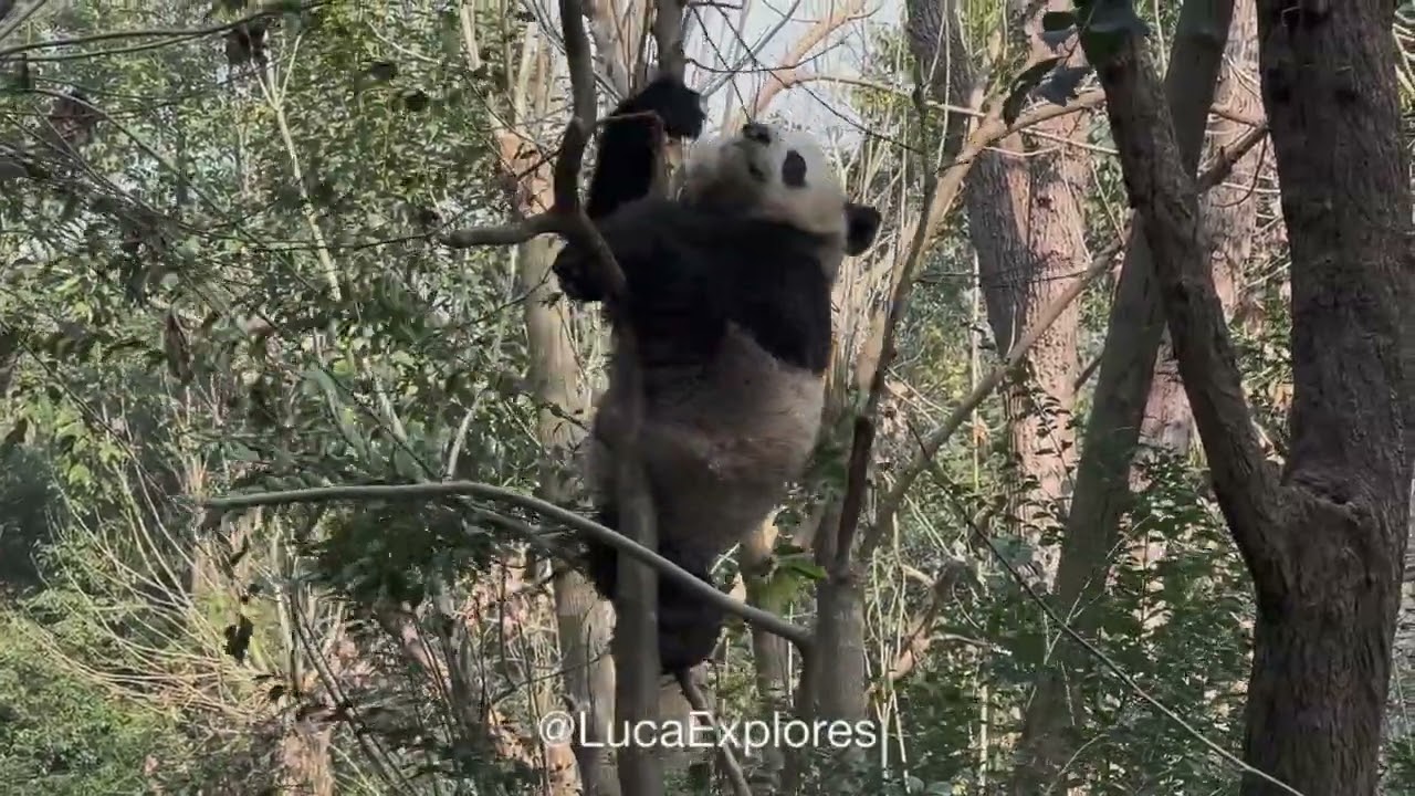This Young Panda Is a Little Gymnast 🐼 Chengdu Panda Base