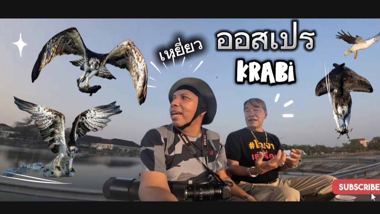 เหยี่ยวออสเปรแห่งเมืองกระบี่