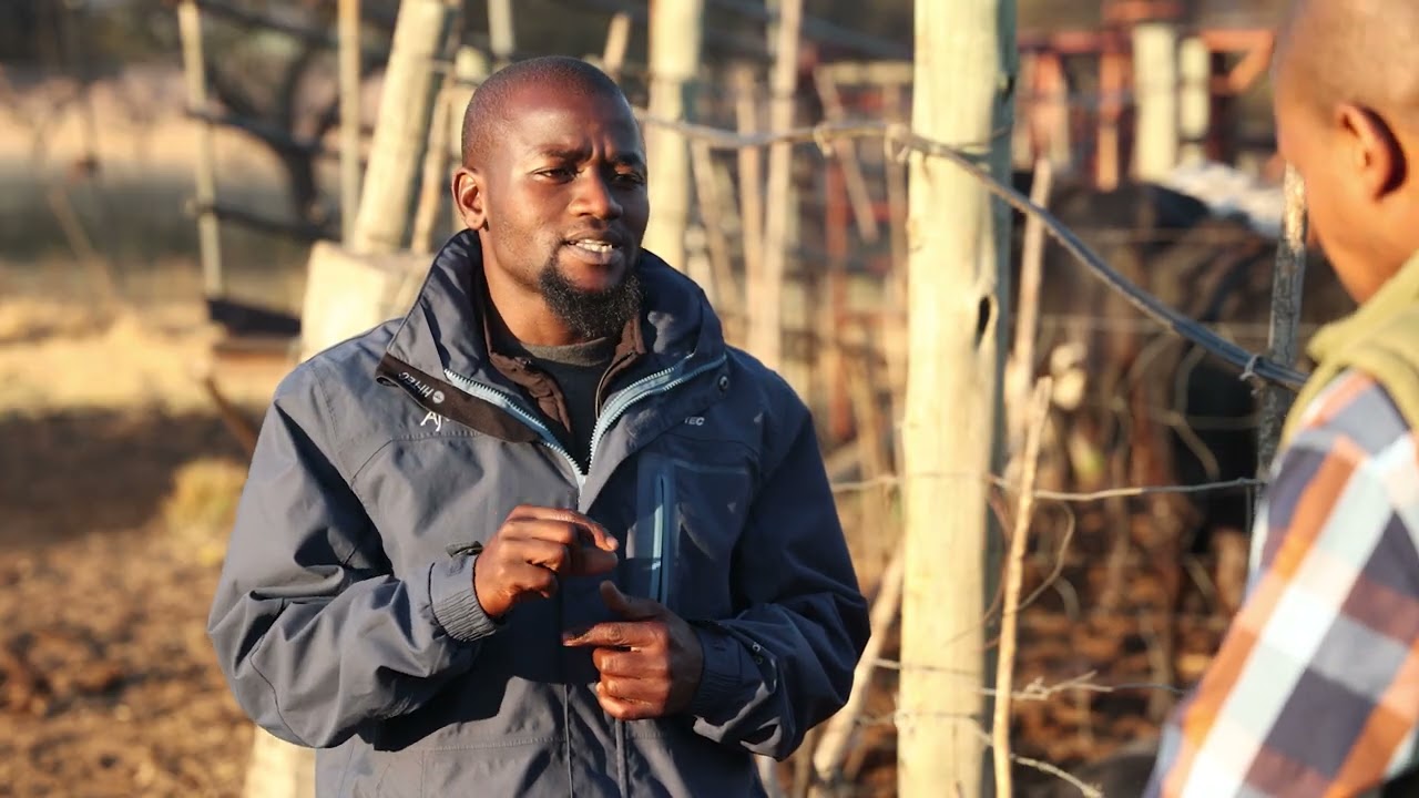 Взвешивание животного с помощью весовой ленты