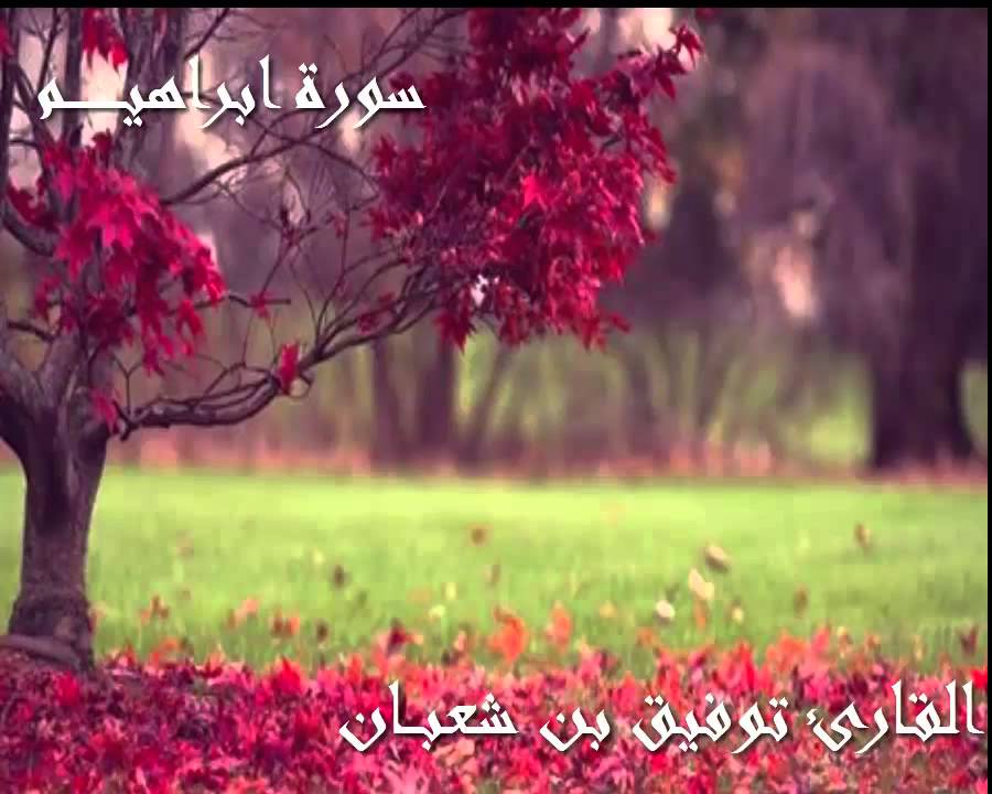 سورة ابراهيم القارئ توفيق بن شعبان