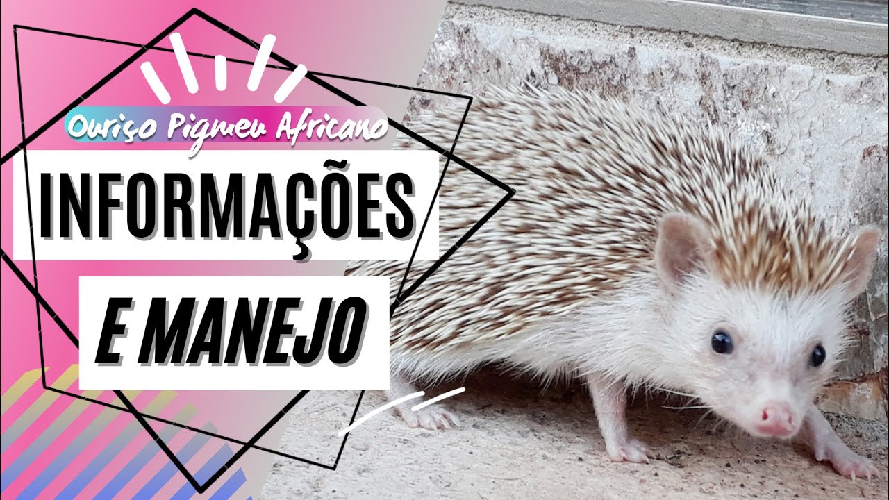 Ouriço Pigmeu Africano - Informações e Manejo