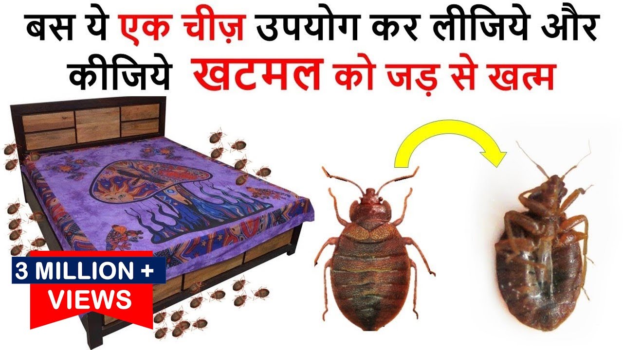 एक ही बार में जड़ से ख़त्म करे खटमल को इस अचूक उपाय से  How To Get Rid of Bed Bugs -bed bugs खटमल