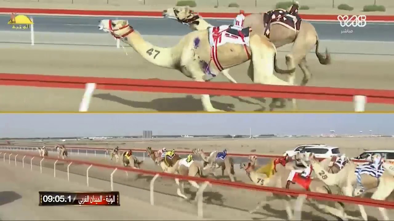 الشوط 8 (الوزير) لـ علي سعيد سالم الزرعي 12:59 , ختامي الوثبة 2020/3/20 حول زمول صباح
