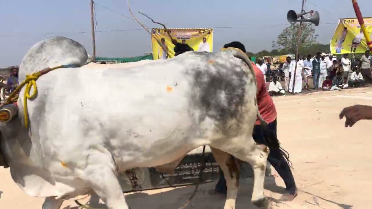 Beerambulls (Shivam) combined with Dr.Pereddy Prabhakar reddy bull got 3rd place at bogeswaram