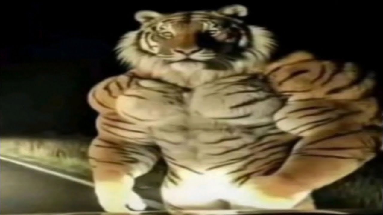Top 5 Tiger