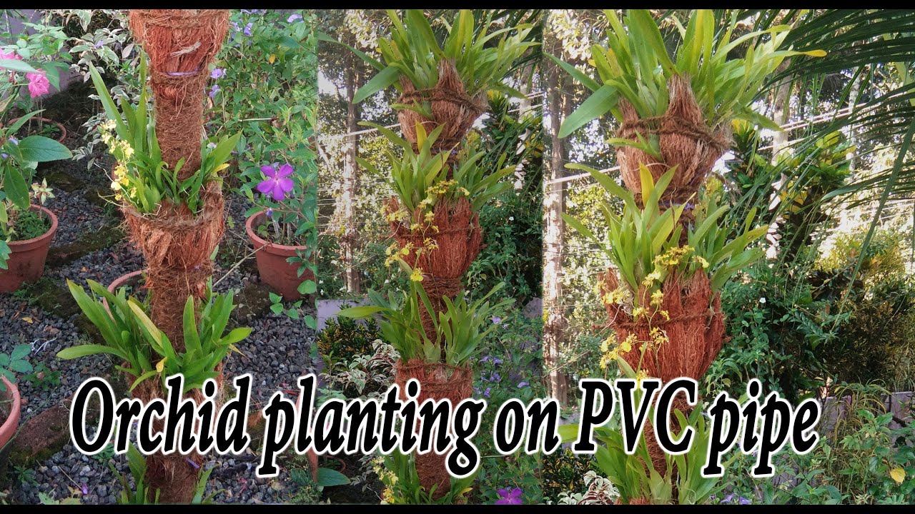 How to plant Orchid on PVC pipe || ഓർക്കിഡ് പൈപ്പിൽ വളർത്താം ||കുറച്ച് സ്ഥലത്ത് കൂടുതൽ ഓർക്കിഡ്സ്