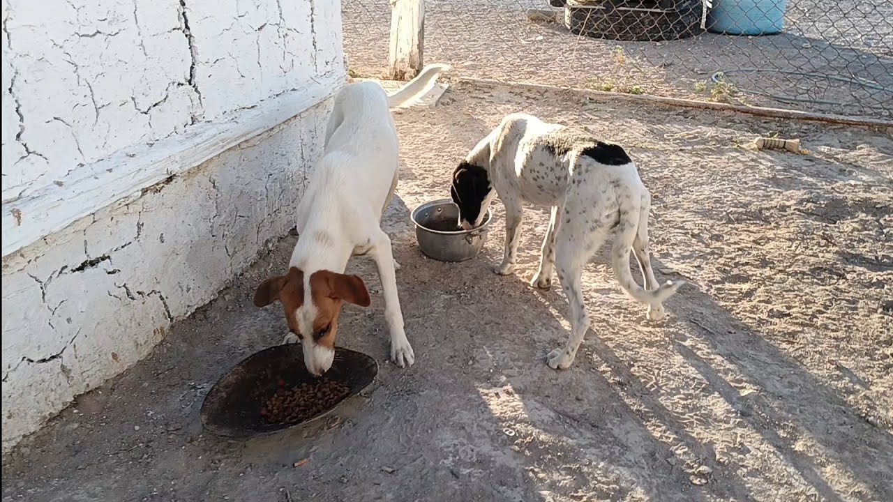 Le llevo comida a la paloma y a filomena 