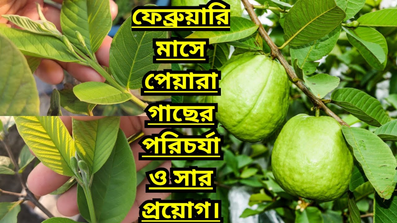 ফেব্রুয়ারি মাসে পেয়ারা গাছের পরিচর্যা ও সার প্রয়োগ।Care & Fertilization of Guava Tree in February