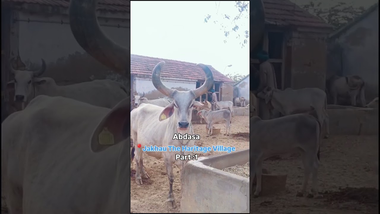 Jakhau The Haritage Village #jakhau #kutch #kutchtour #abdasa #adtheknowledge
