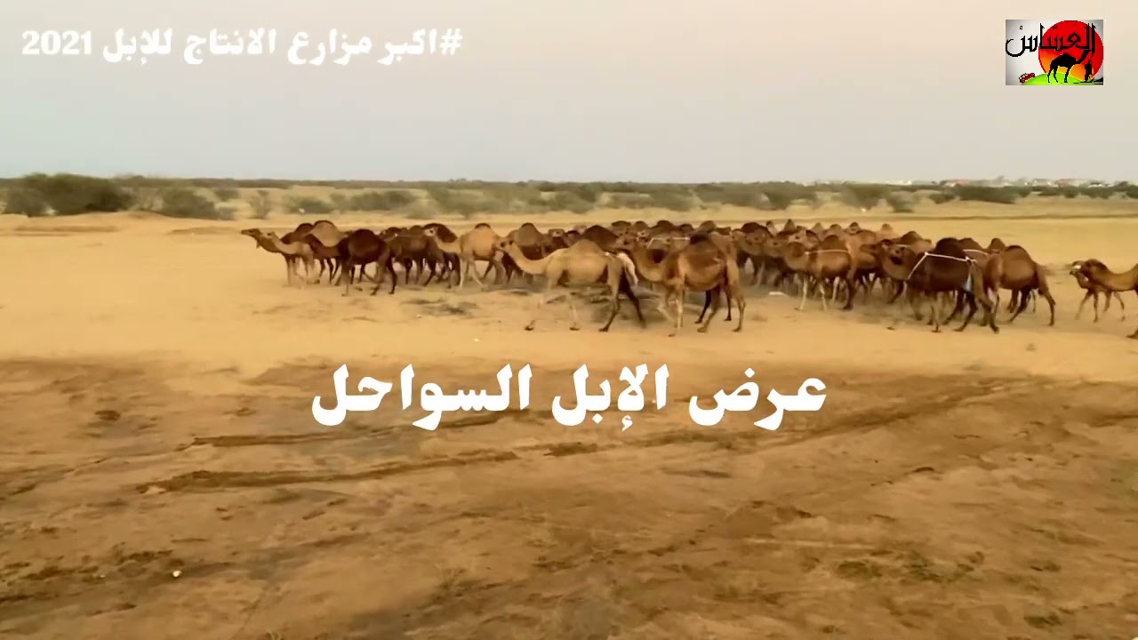 الحلقة الثالثة مع رجل الاعمال ومالك الإبل/ مجدي محمد الشتيفي في اكبر مزارع الانتاج للإبل في جازان