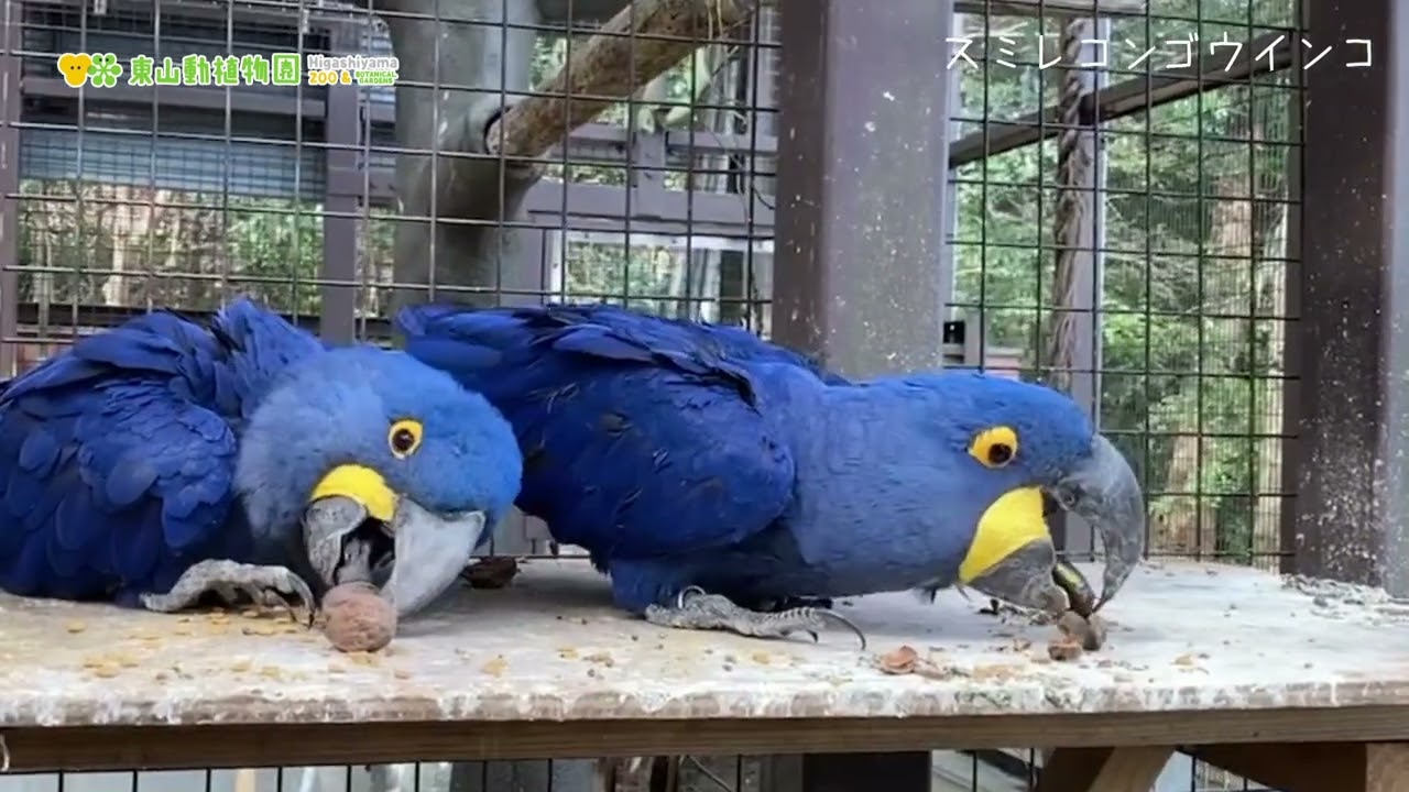 【東山動植物園公式】スミレコンゴウインコの食事風景2　《 スミレコンゴウインコ　インコ　バードホール 》