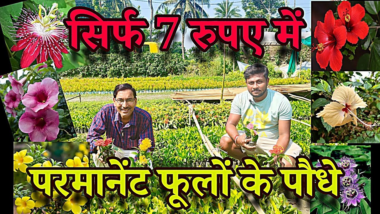 सिर्फ सात रुपए में परमानेंट फूलों के पौधे की हिंदुस्तान की सस्ती नर्सरी।50 से ज्यादा वैरायटी मिलेगी 