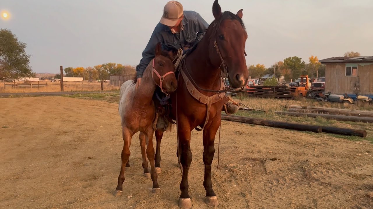 Haltering And Ponying Tugboat Foal With Riggs