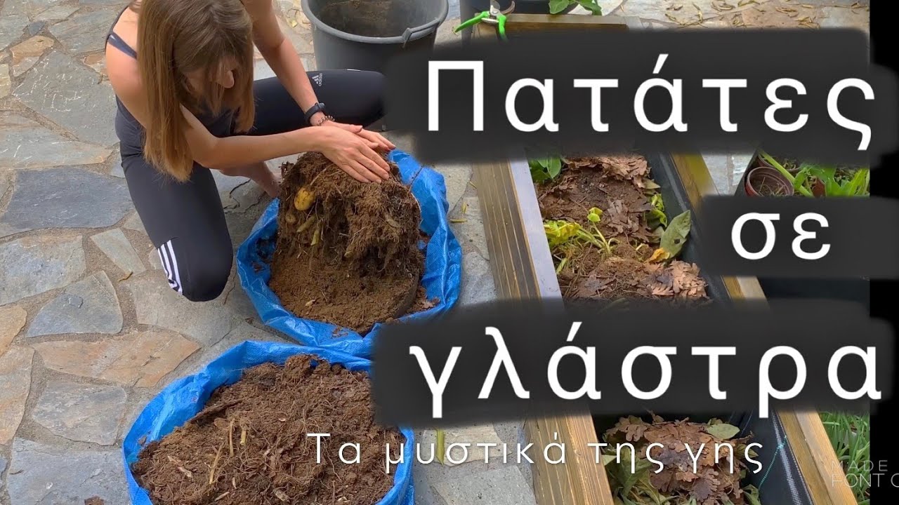 Πατάτα σε γλάστρα 70 ημερών + συνταγή | #ταμυστικατησγης