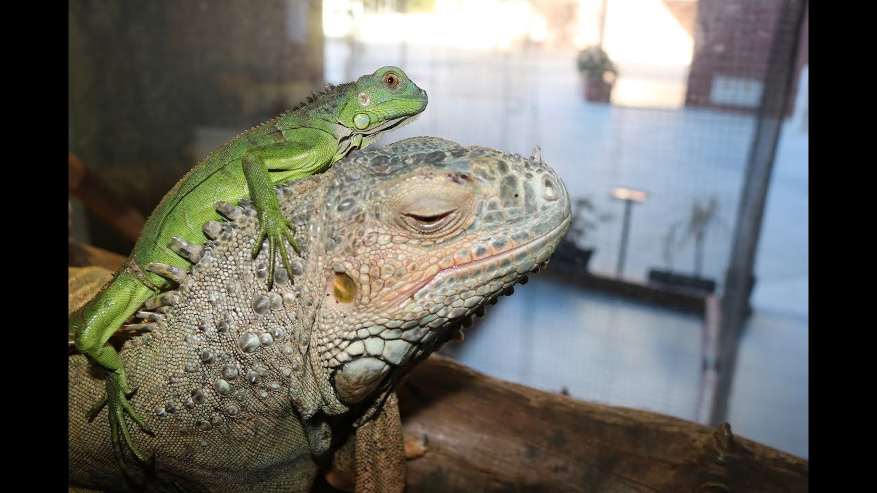 COMO MANTER UMA IGUANA !