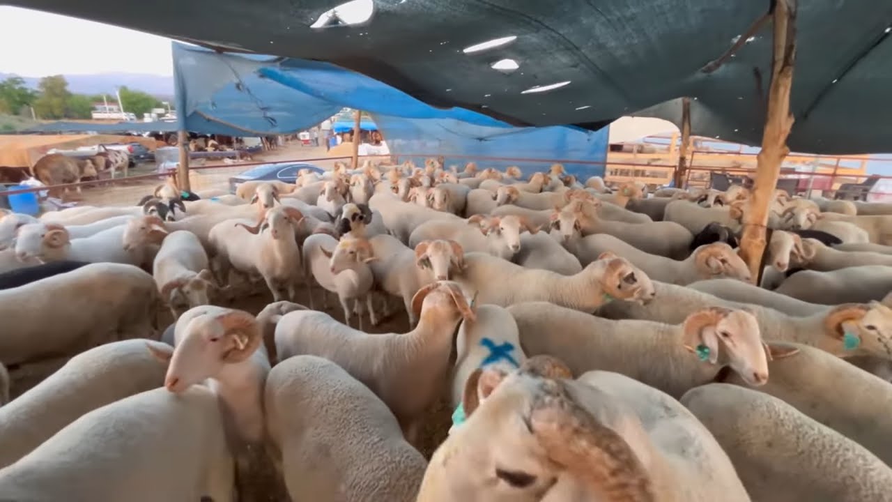 2025 GAZİEMİR SARNIÇ KURBAN PAZARI
