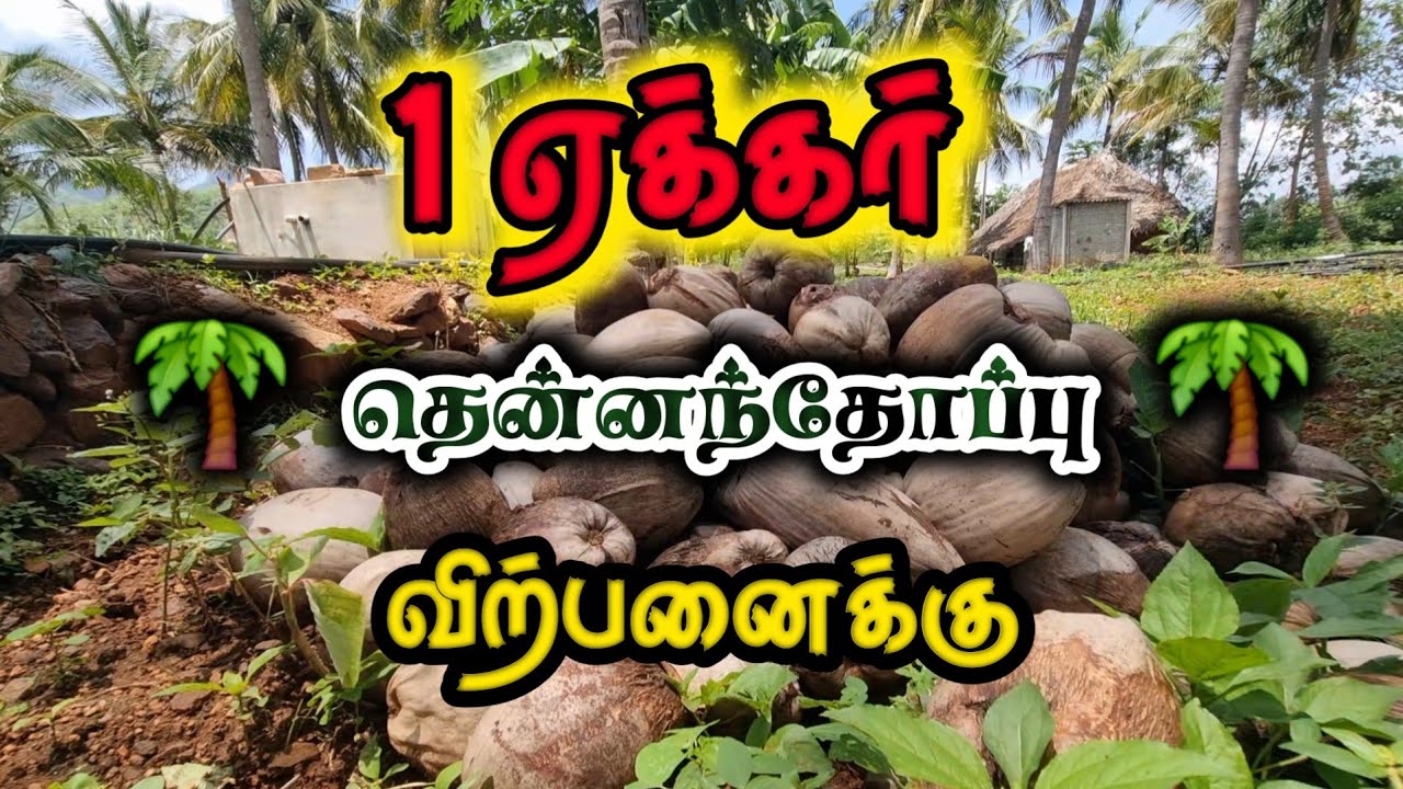 🌴Salem Highway-Side 1 Acre Farm Land for Sale 🚜 60 Coconut Trees 🥥  Borewell 💧 Free EB⚡Near Salem