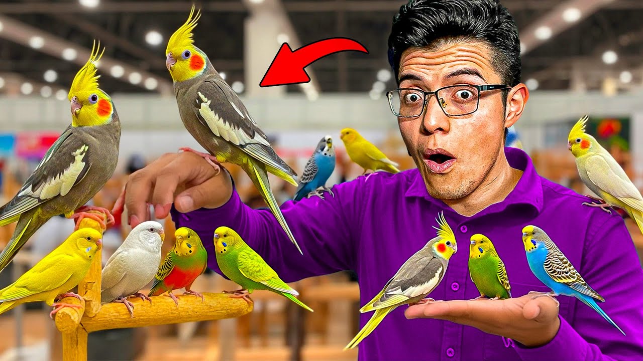 ¡EXPO de PÁJAROS EXÓTICOS en MÉXICO!