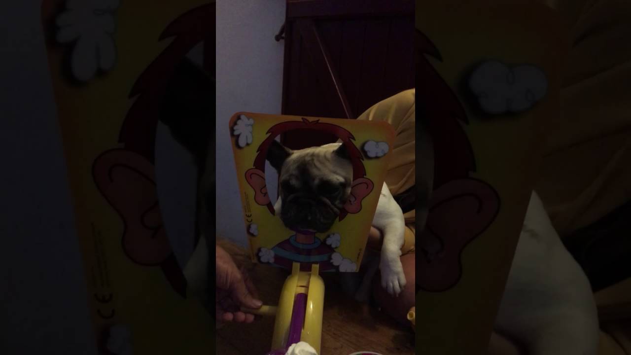 Bouledogue fran&ccedil;ais joue &agrave; pie face