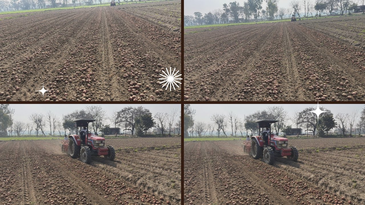 ਆਲੂ 🥔 ਨੂੰ ਮੰਡੀ ਵਿੱਚ ਵਧਿਆ ਬਣਾ ਕੇ ਲੈ ਕ ਜਾਵੋ ਇੱਕ ਥੋੜਾ ਥੋੜਾ  ਲੈ ਕੇ ਜਾਵੋ