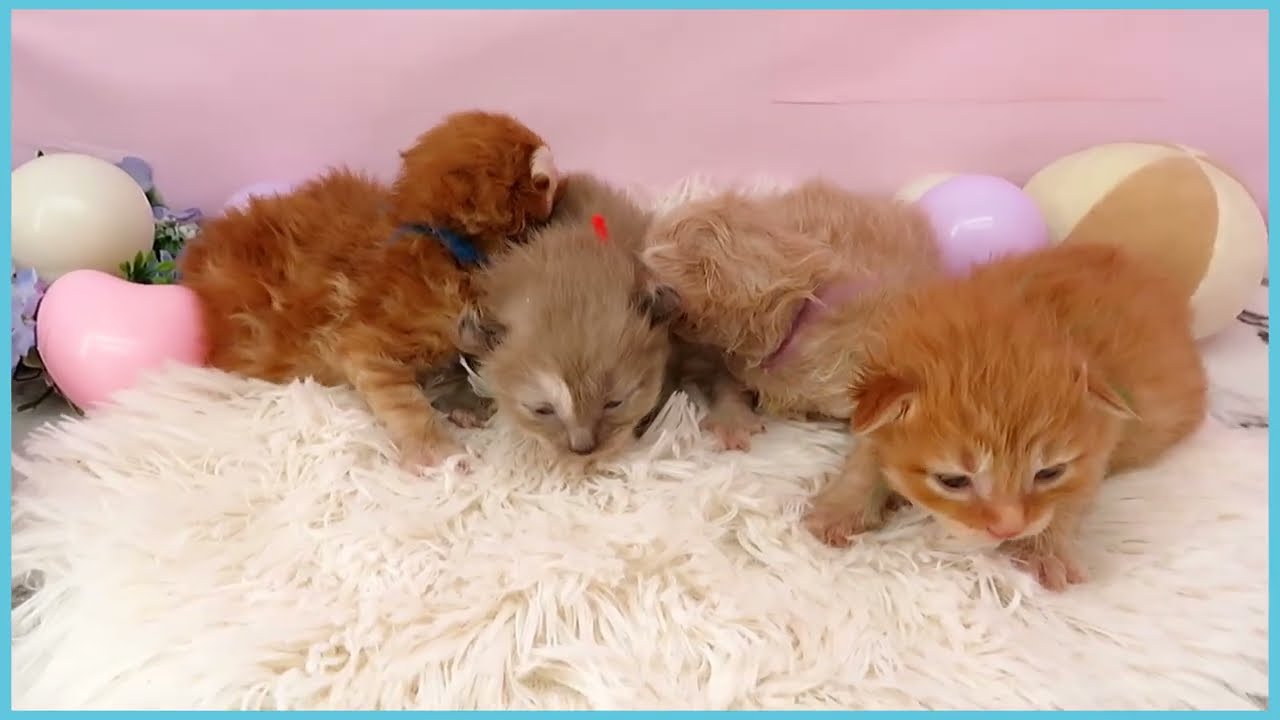 ペットショップcoo&riku No.00749366 アメリカンカール