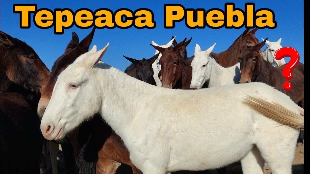 chulos lotes de mulas / cuacos / burros plaza ganadera TEPEACA PUEBLA