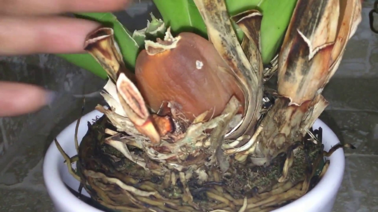 orquideas pudricion de bulbos