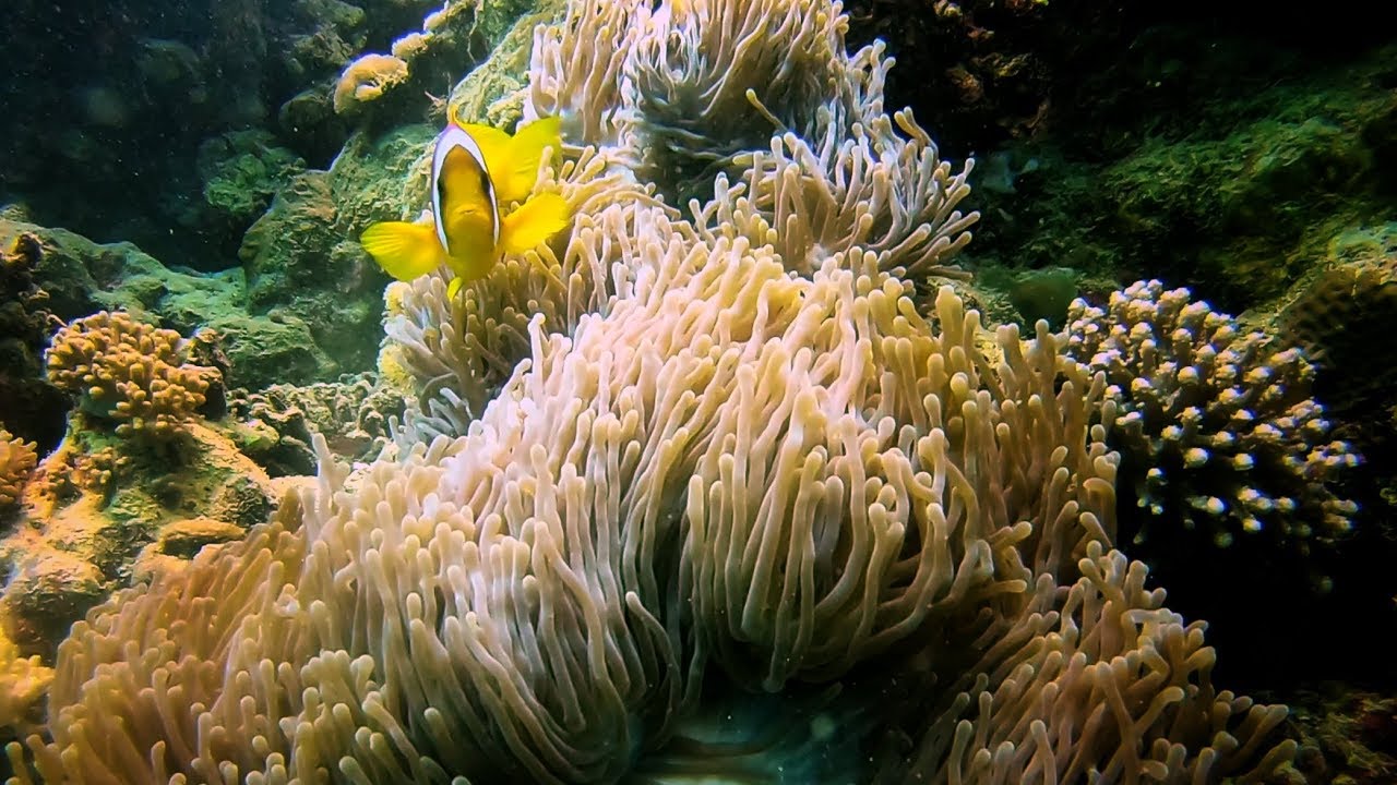Red sea 3. Gopro hero 6