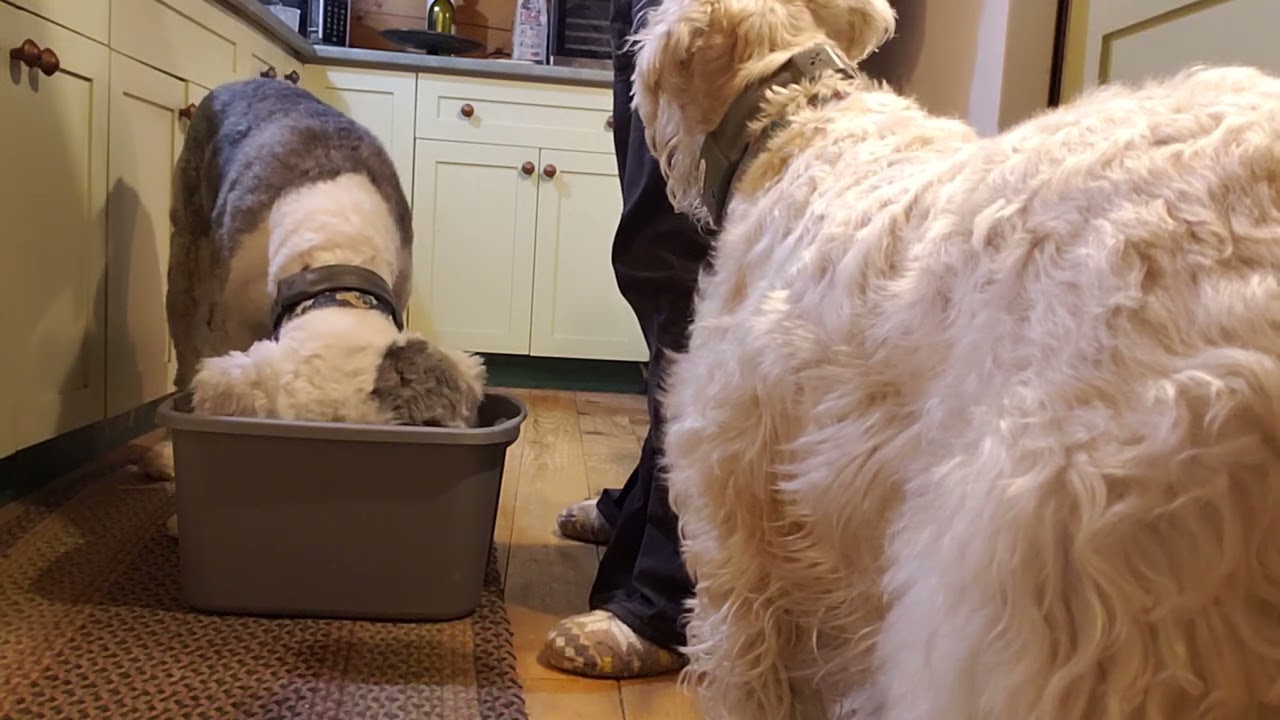 Treat drop in Box with Eddie.  Week 1 Box feeding 
