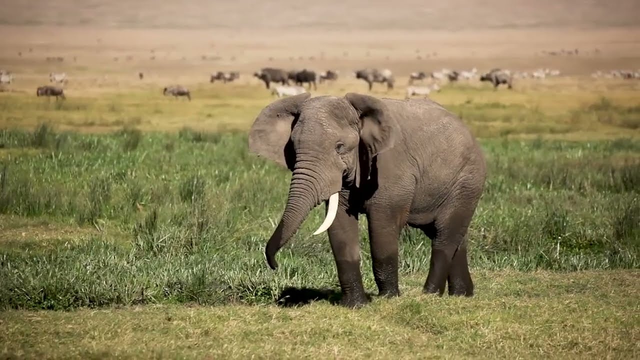 Откройте для себя Танзанию с Thomson Safaris.