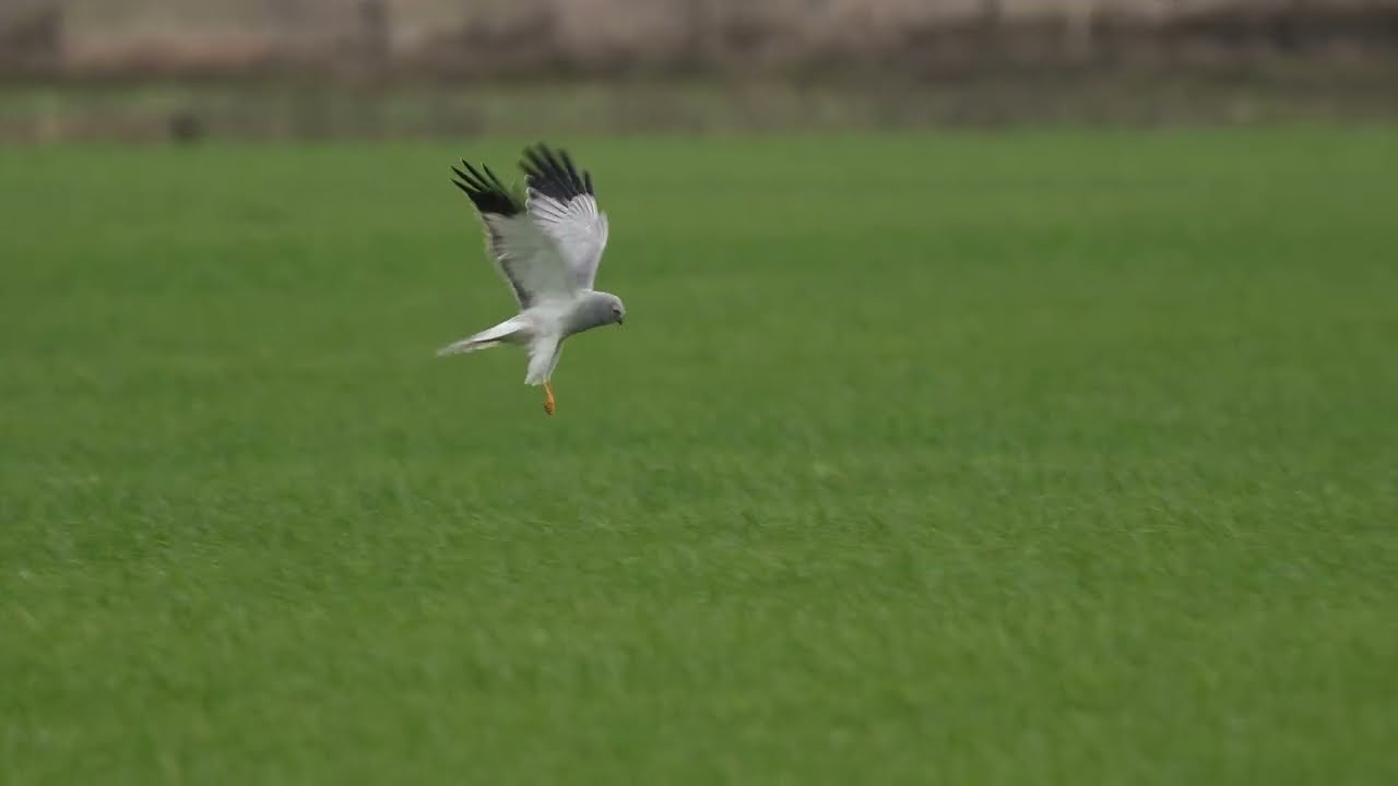 Blauwe kiekendief jagend.