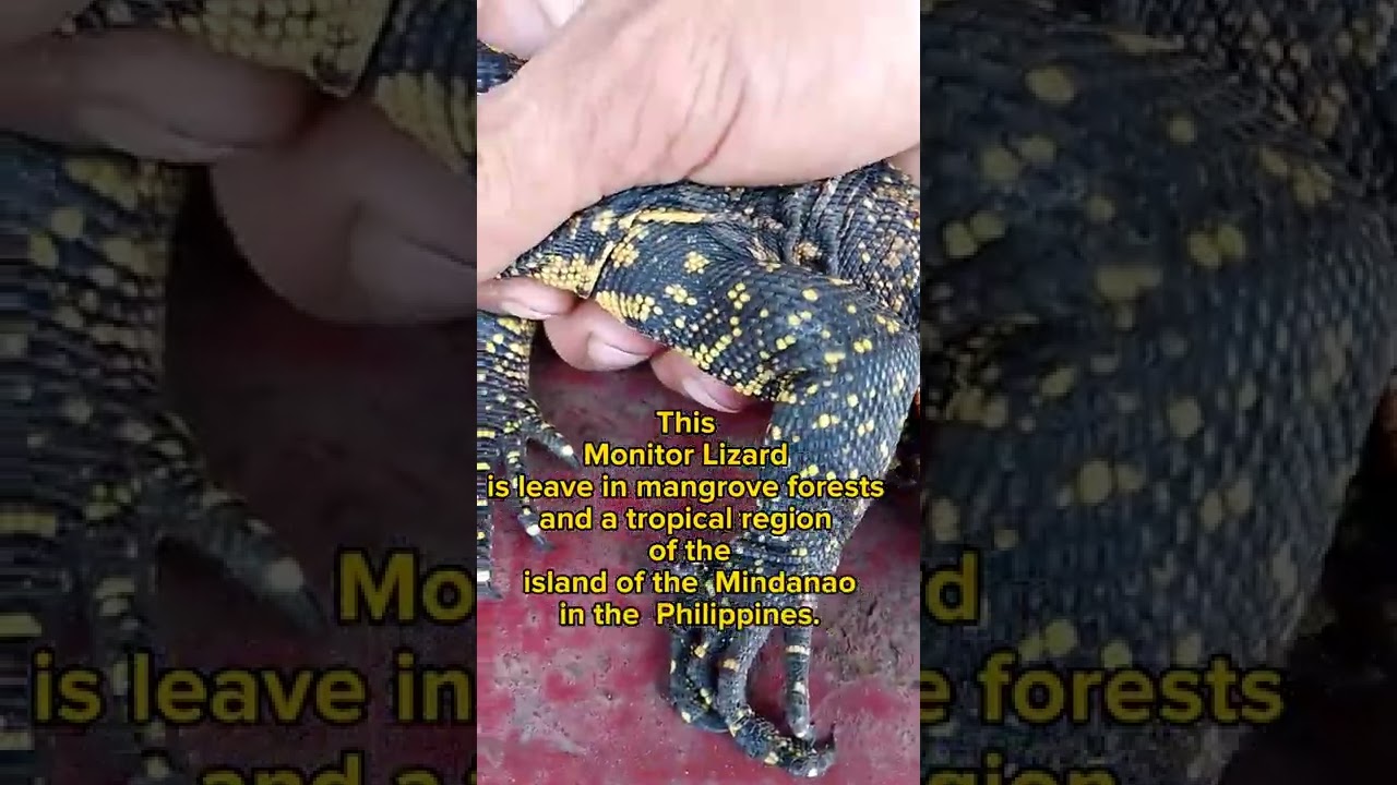 MONITOR LIZARD || in the Philippines ||