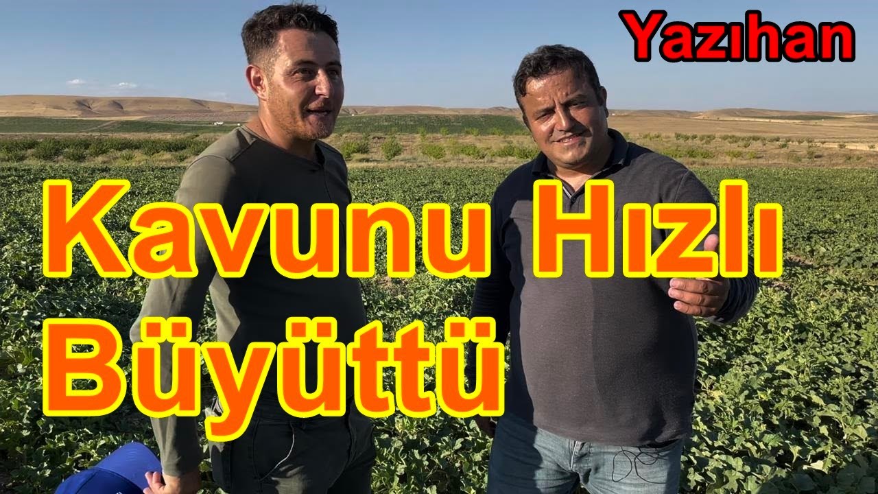Kavun Damlama Gübreleme - Erkencilik -Yüksek Verim - Kavun İrileştirme  Gübresi  -Yazıhan Malatya