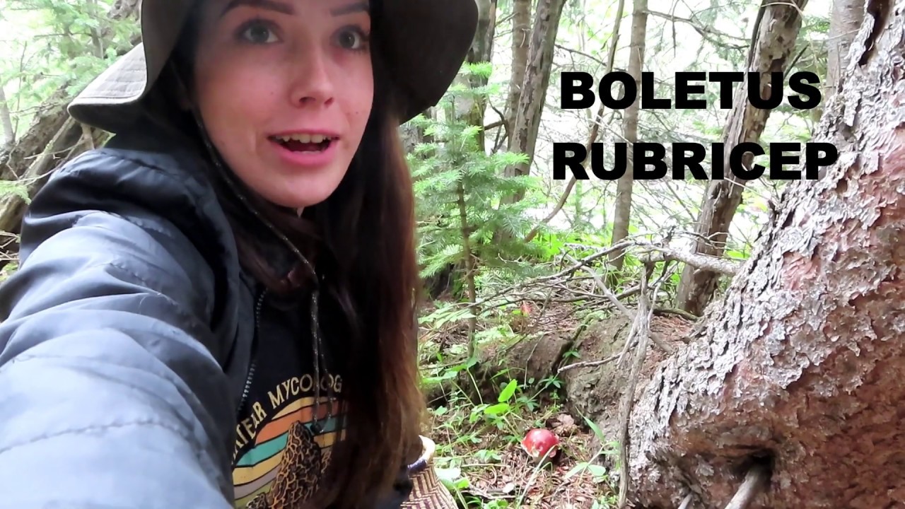 Foraging Wild Colorado Mushrooms Vlog #2
