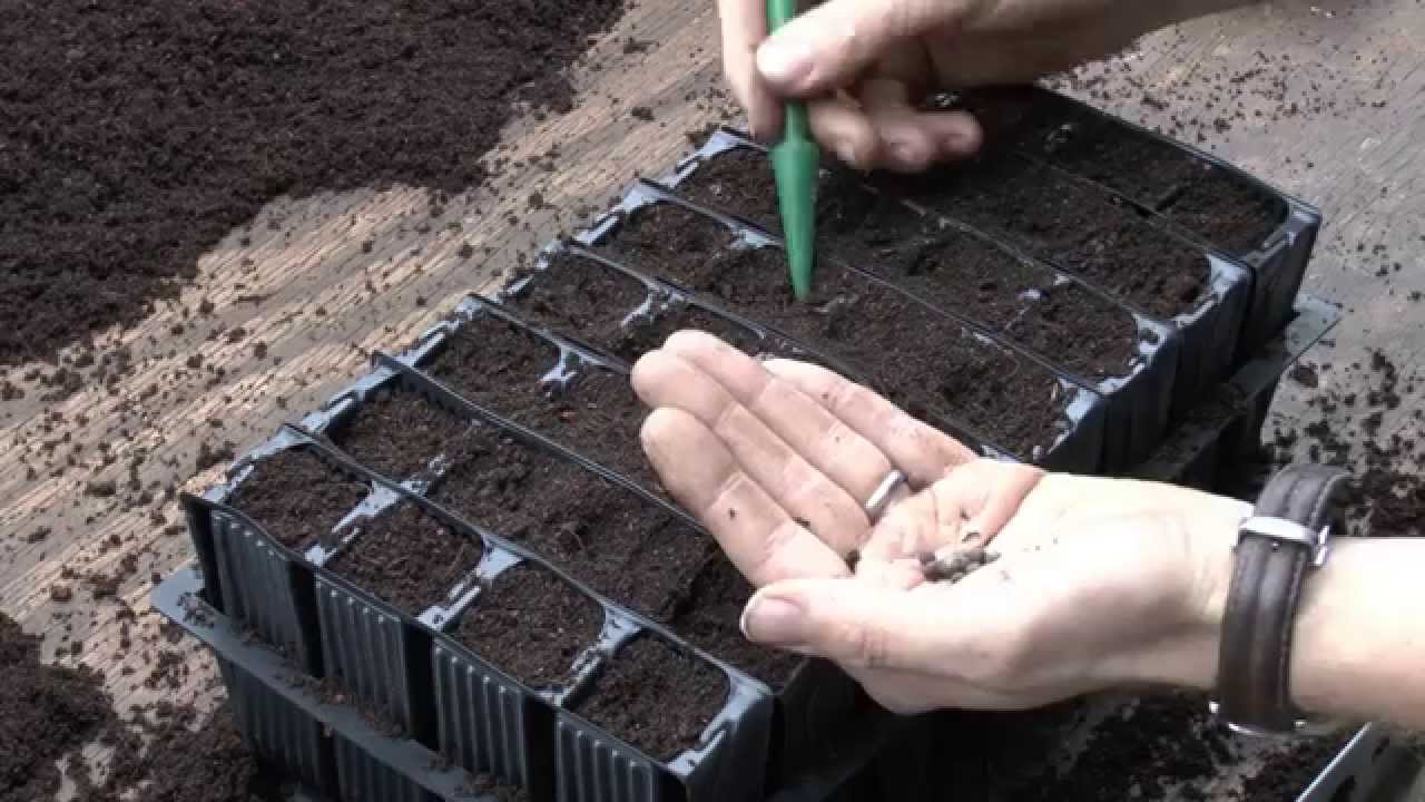 How to sow sweet pea seeds