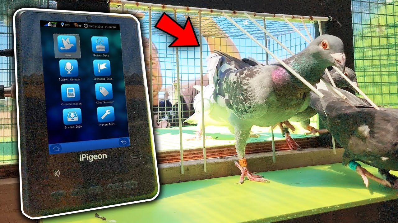 Racing Pigeon ETS Test!