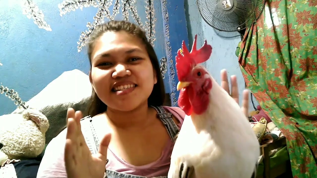 Taxonomy of a chicken 🐔