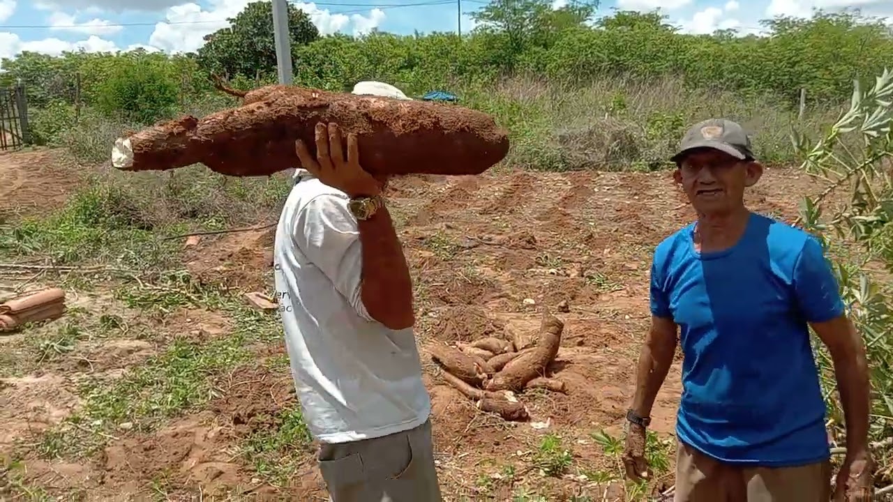 Colhendo Macaxeira/ Pé de 50quilo
