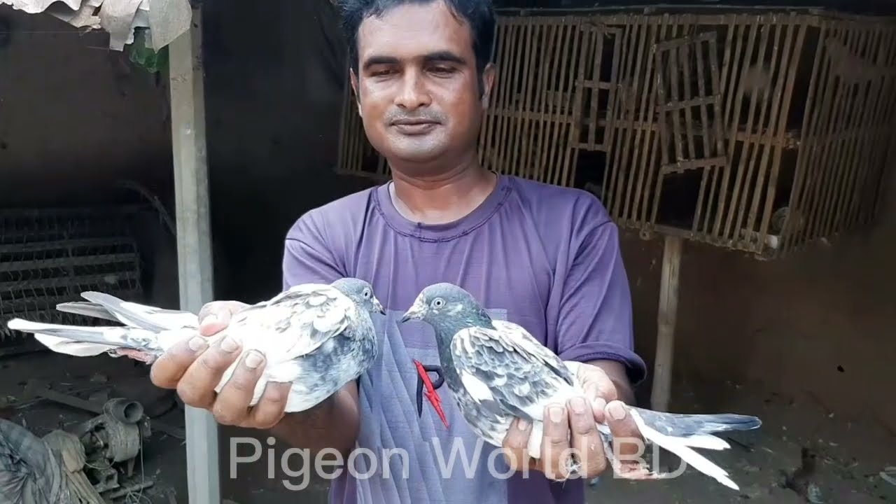 রাজশাহীর কুখন্ডীতে নাসির ভাইয়ের বাসার কিছু বিখ্যেত লোকাল ও হাইফ্লায়িং কবুতর#pigeon world BDপর্ব-২.