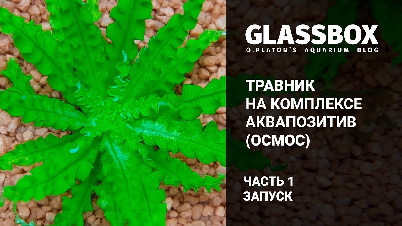 1 - Травник на комплексе 