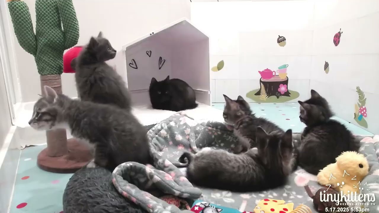 Kitten Air Traffic Control, May 2025