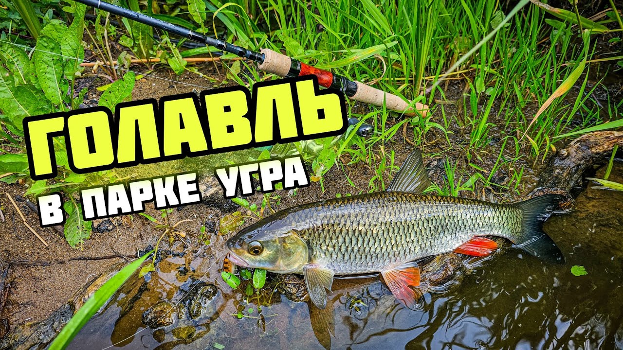 ЛОВЛЯ ГОЛАВЛЯ в национальном парке Угра | Mats Imago и Sakura Notobug рулят